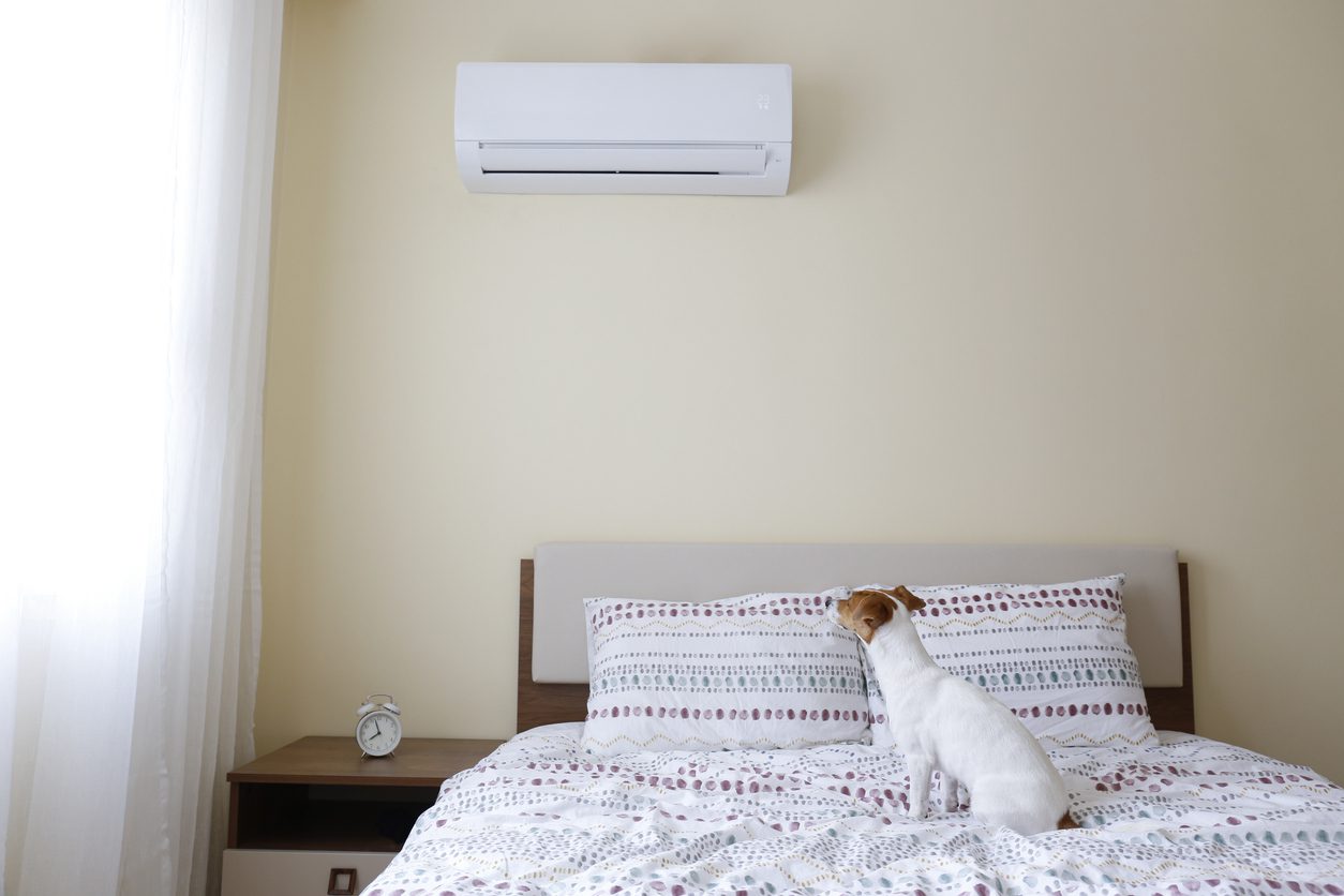 Cute small breed dog sitting on the bed with beige wall on background.